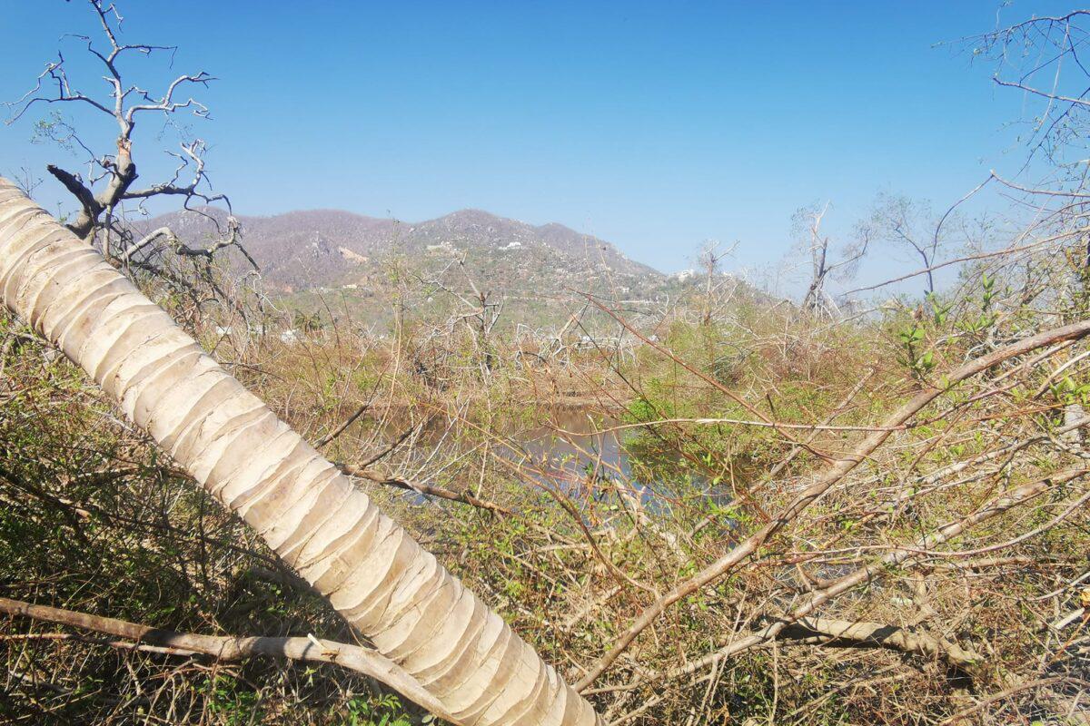 $!Acapulco pierde sus manglares ante el avance de la expansión urbana