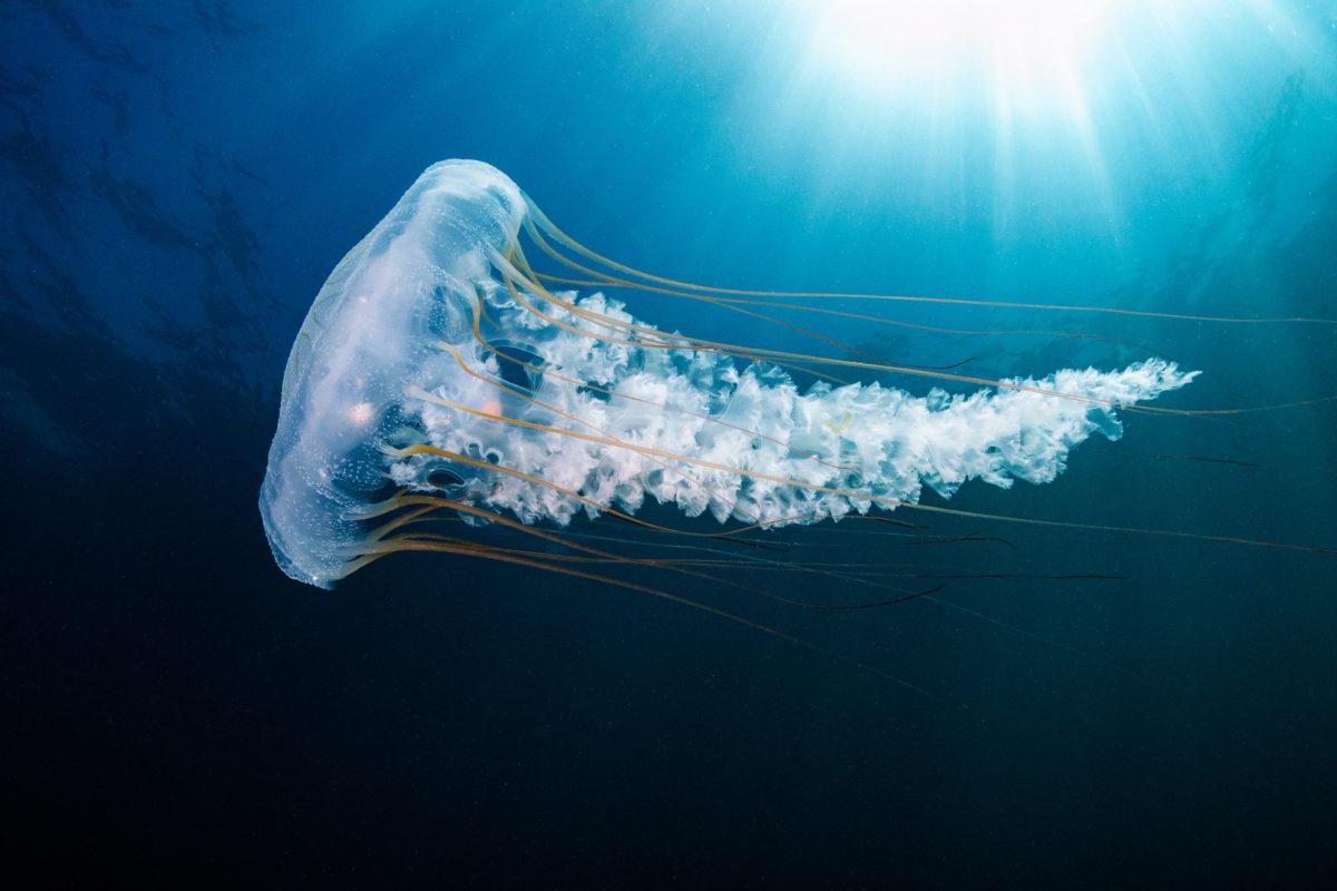 $!La ONU pide a los líderes del mundo asumir compromisos ambiciosos para salvar los mares