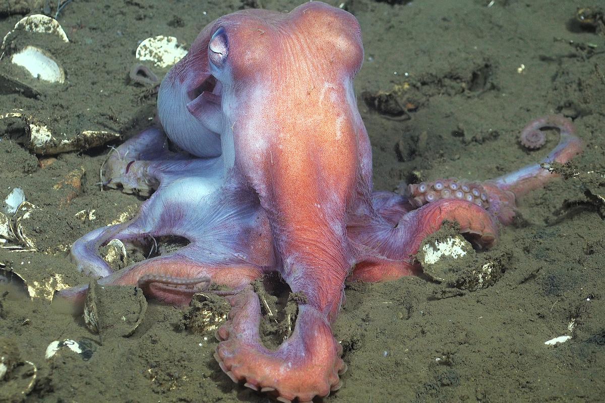$!La ONU pide a los líderes del mundo asumir compromisos ambiciosos para salvar los mares