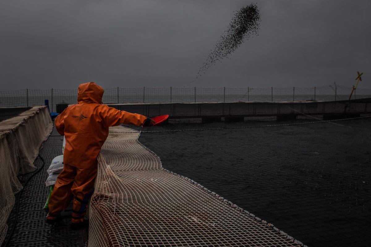 $!Autoridades suspenden condicionalmente proceso penal en contra de empresa salmonera en Chile