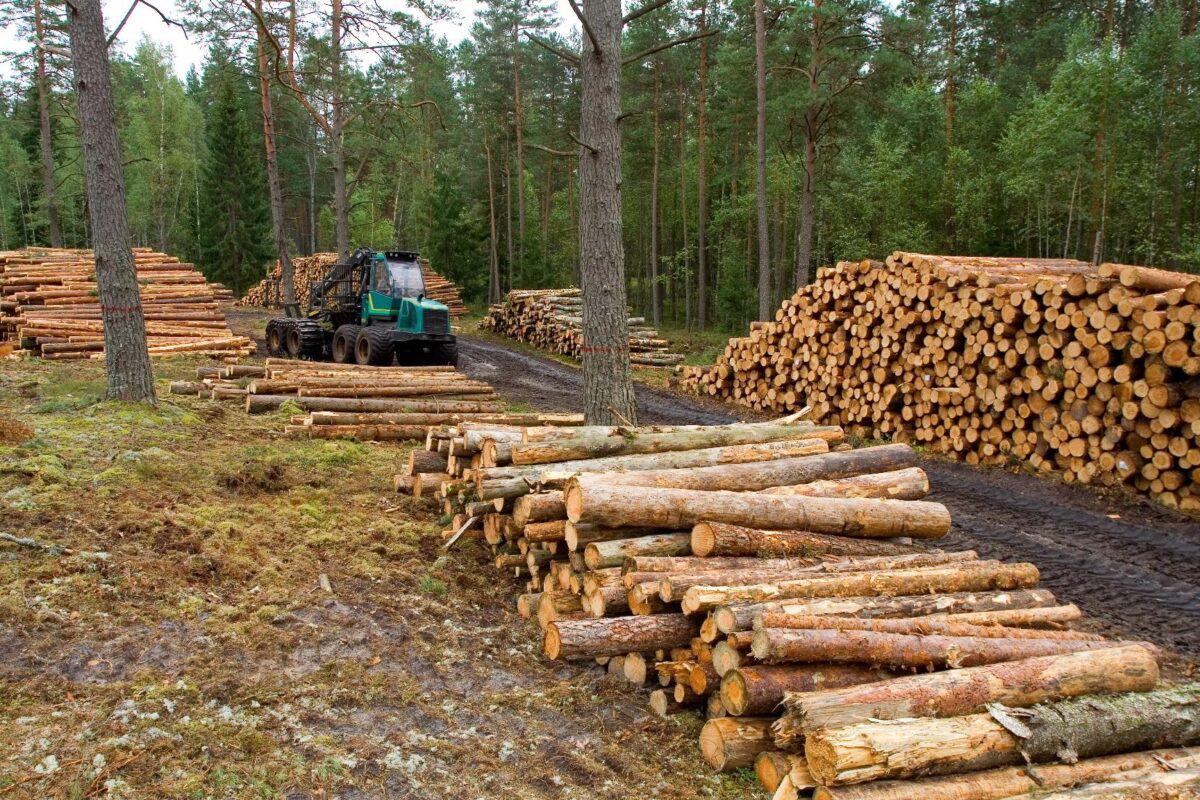 $!México entra en la lista de los 10 países con mayor pérdida de bosques primarios en el mundo durante 2024