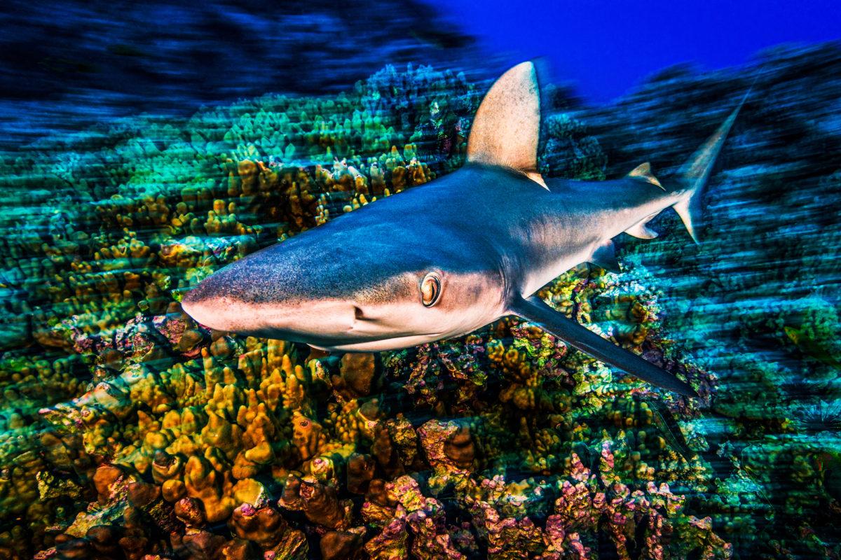 $!La ONU pide a los líderes del mundo asumir compromisos ambiciosos para salvar los mares