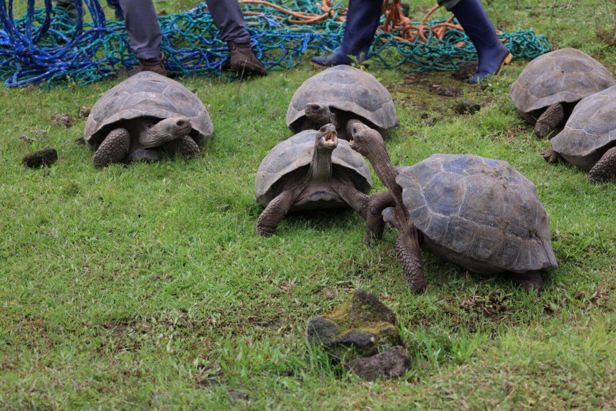 $!Las tortugas son herbívoras y son reintroducidas a sectores de las islas con alta disponibilidad de alimento.