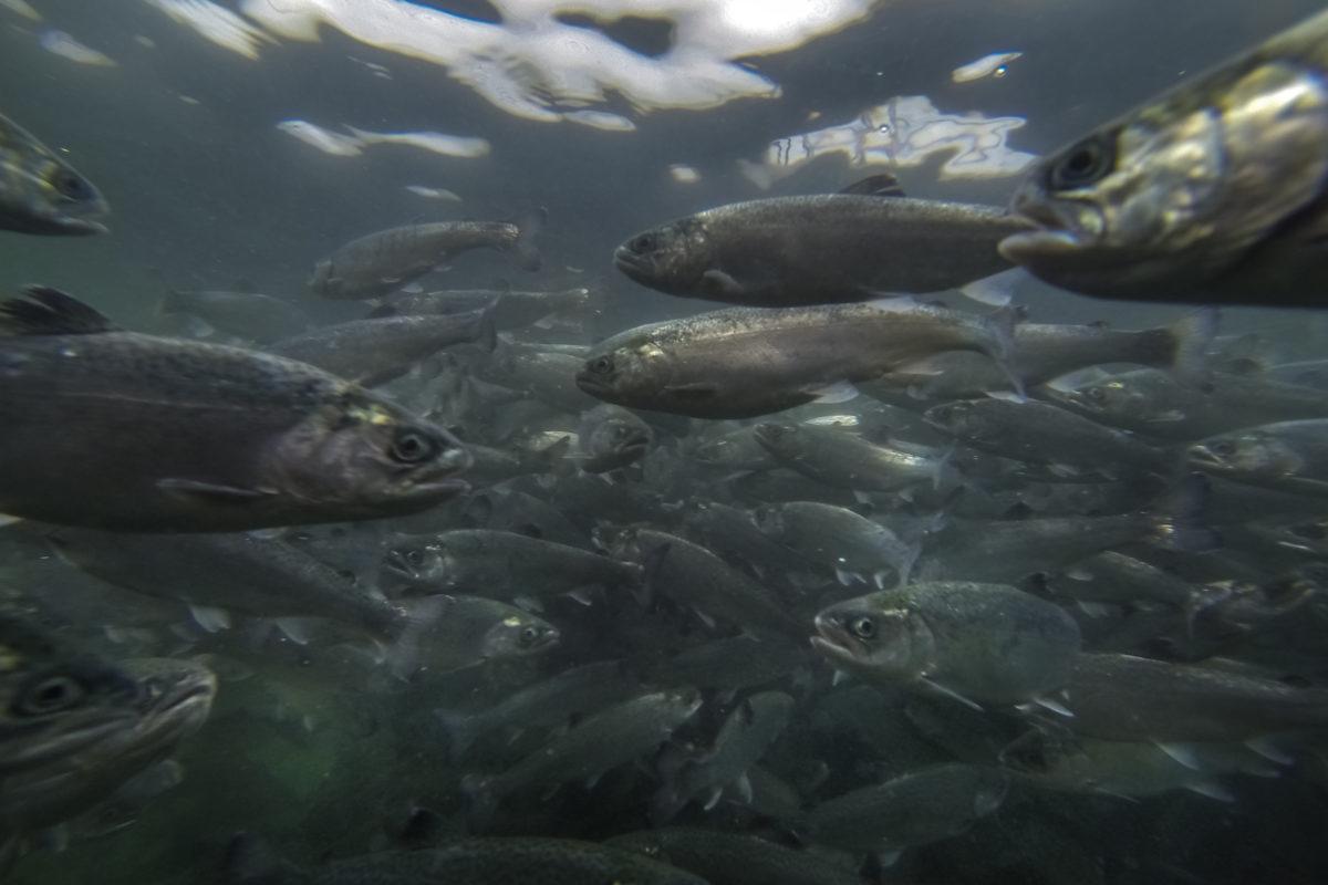 $!Autoridades suspenden condicionalmente proceso penal en contra de empresa salmonera en Chile