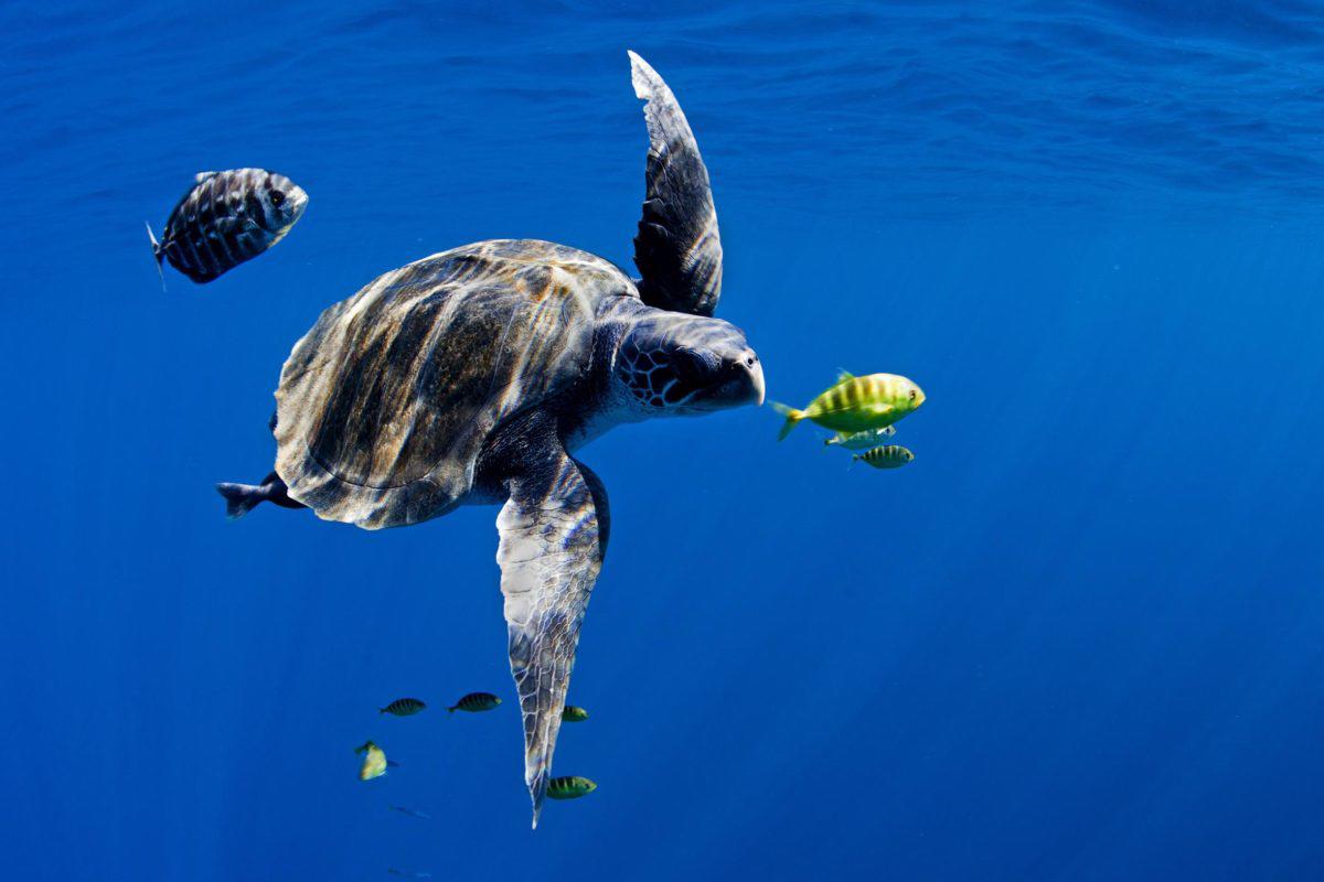 $!La ONU pide a los líderes del mundo asumir compromisos ambiciosos para salvar los mares