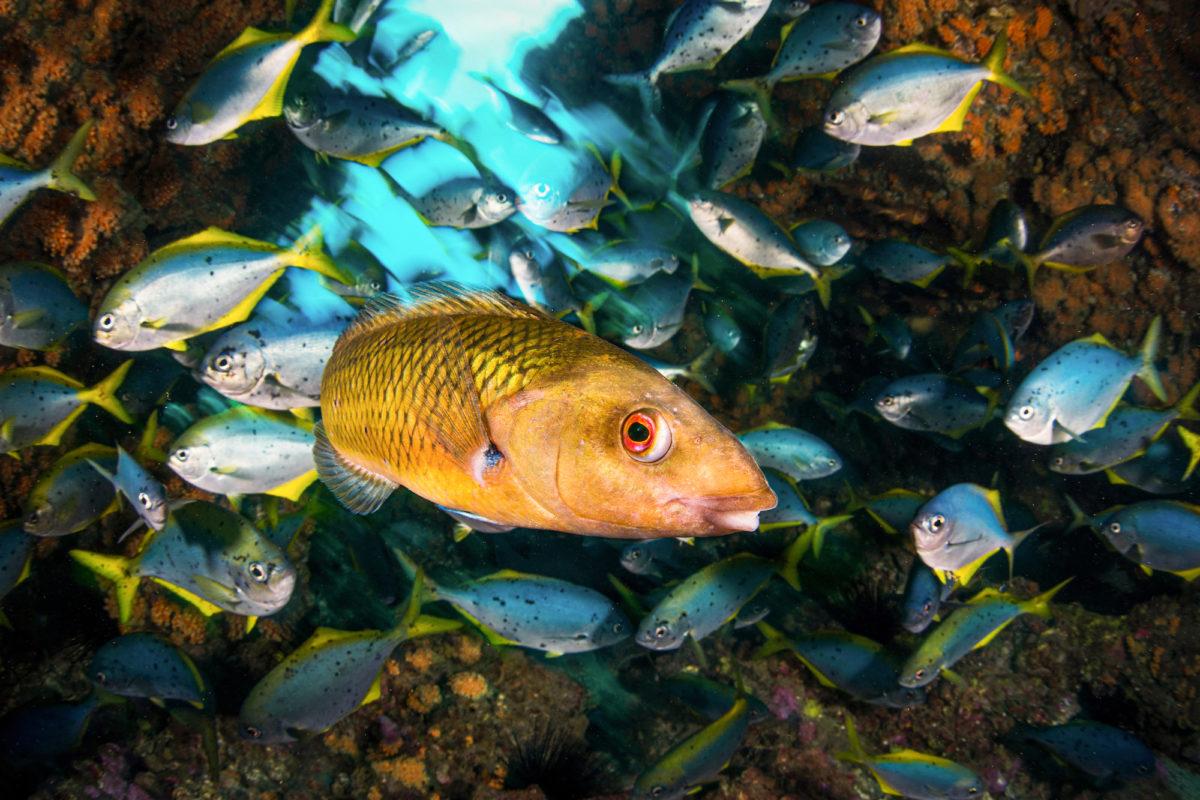 $!La ONU pide a los líderes del mundo asumir compromisos ambiciosos para salvar los mares
