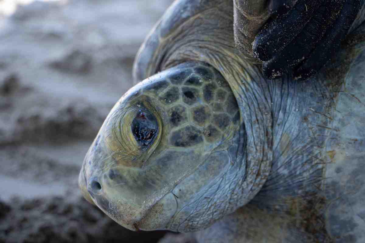 $!Cosme transformó su vida y la de Bahía de Kino tras conocer el llanto de las tortugas; ahora cuida a 900