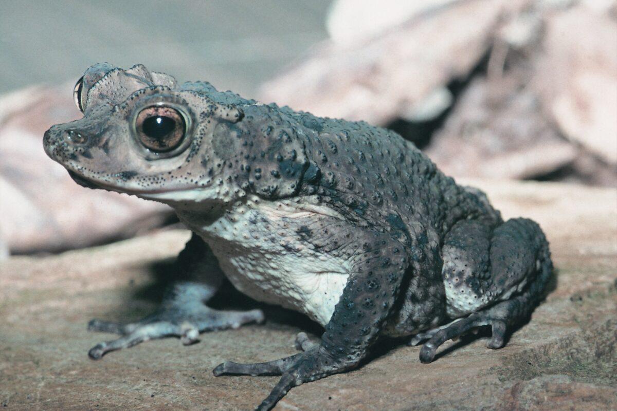 $!Sapo concho (Peltophryne lemur), una especie endémica y en peligro de extinción de Puerto Rico.