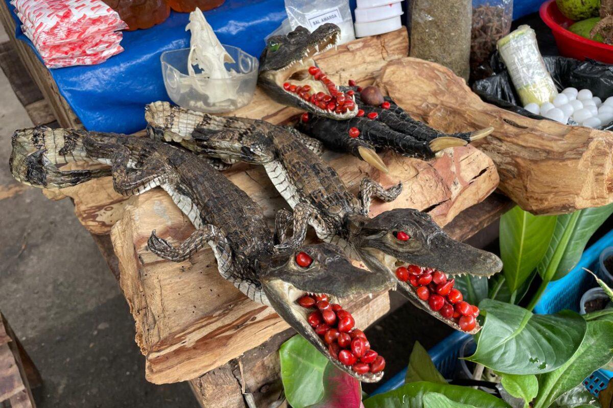 $!En Perú introducen ilegalmente a los capibaras en la comercialización de carnes silvestres