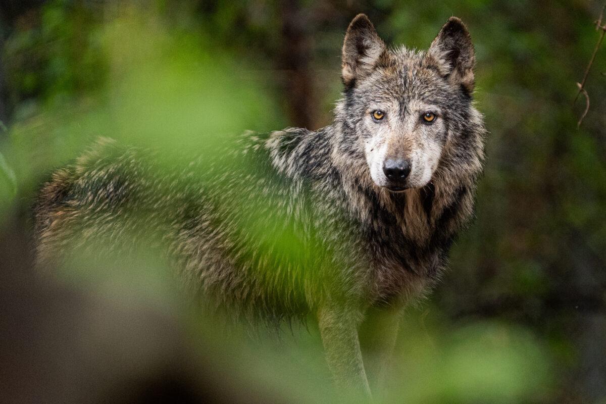 $!El lobo mexicano, una especie en peligro de extinción que se resiste a desaparecer de los territorios que alguna vez reinó