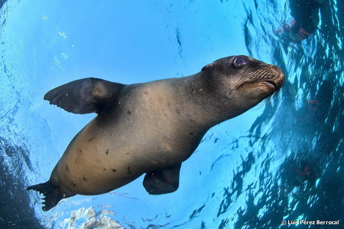 $!México se enfrenta a compañía de Estados Unidos que busca extraer fósforo del mar en Baja California Sur