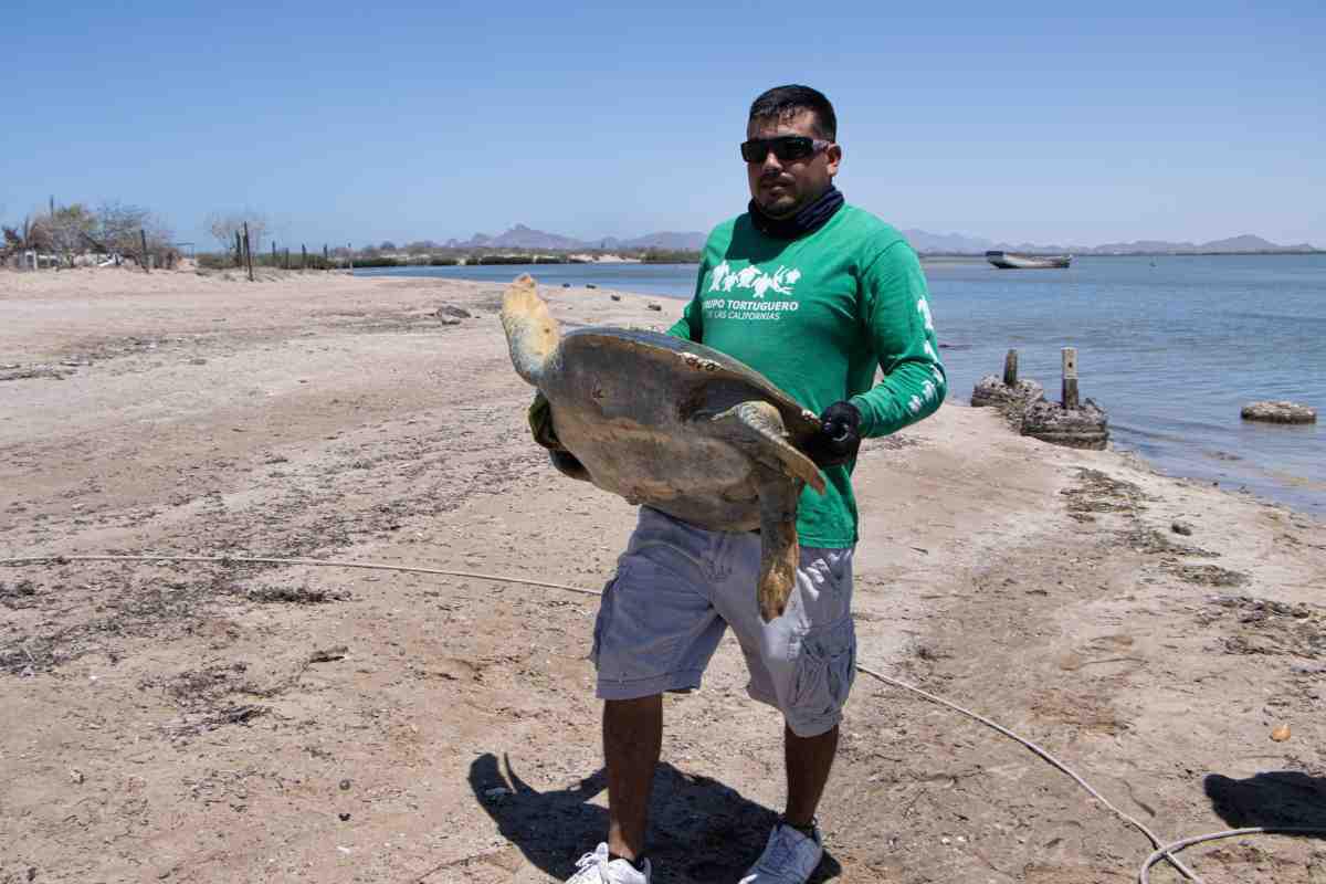 $!Cosme transformó su vida y la de Bahía de Kino tras conocer el llanto de las tortugas; ahora cuida a 900