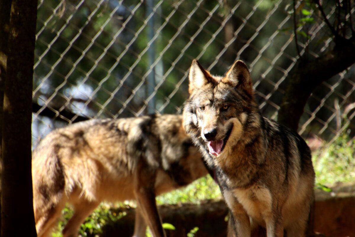 $!El lobo mexicano, una especie en peligro de extinción que se resiste a desaparecer de los territorios que alguna vez reinó