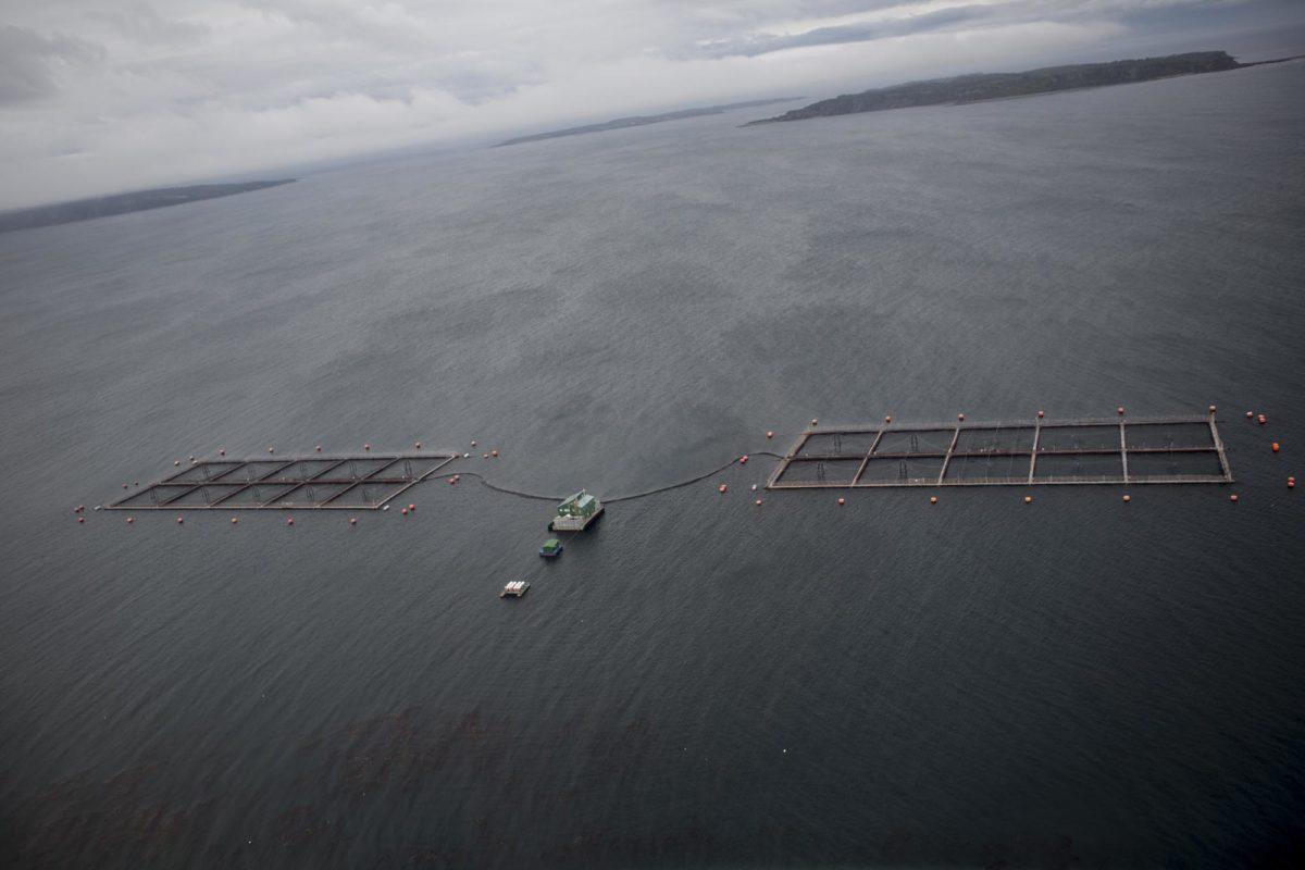 $!Autoridades suspenden condicionalmente proceso penal en contra de empresa salmonera en Chile