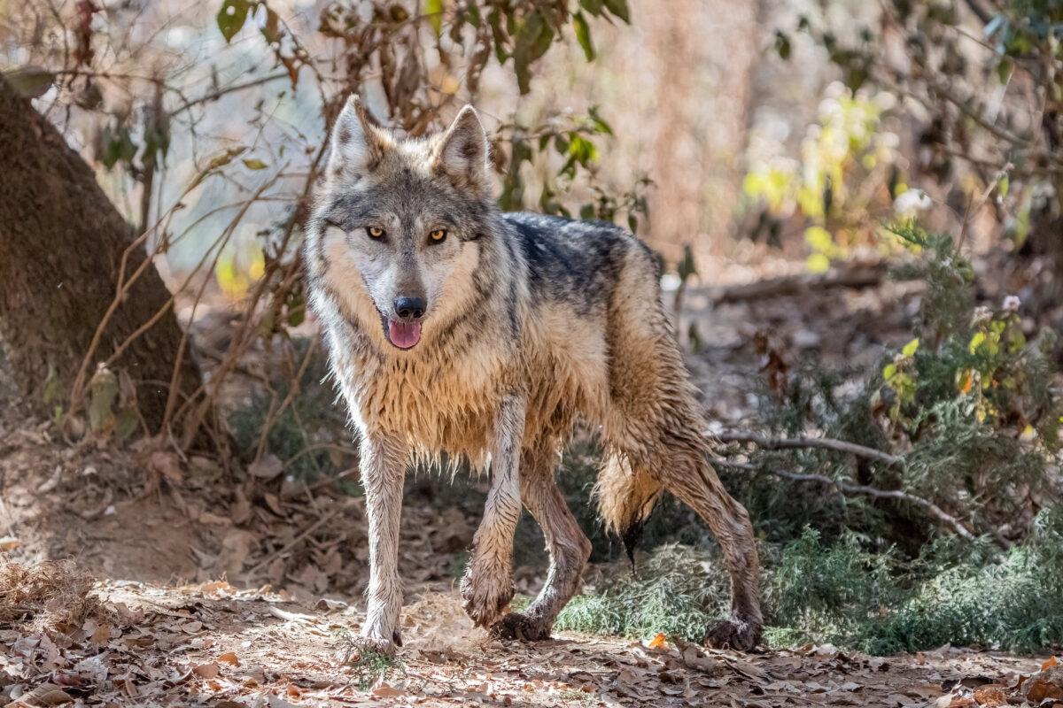$!El lobo mexicano, una especie en peligro de extinción que se resiste a desaparecer de los territorios que alguna vez reinó