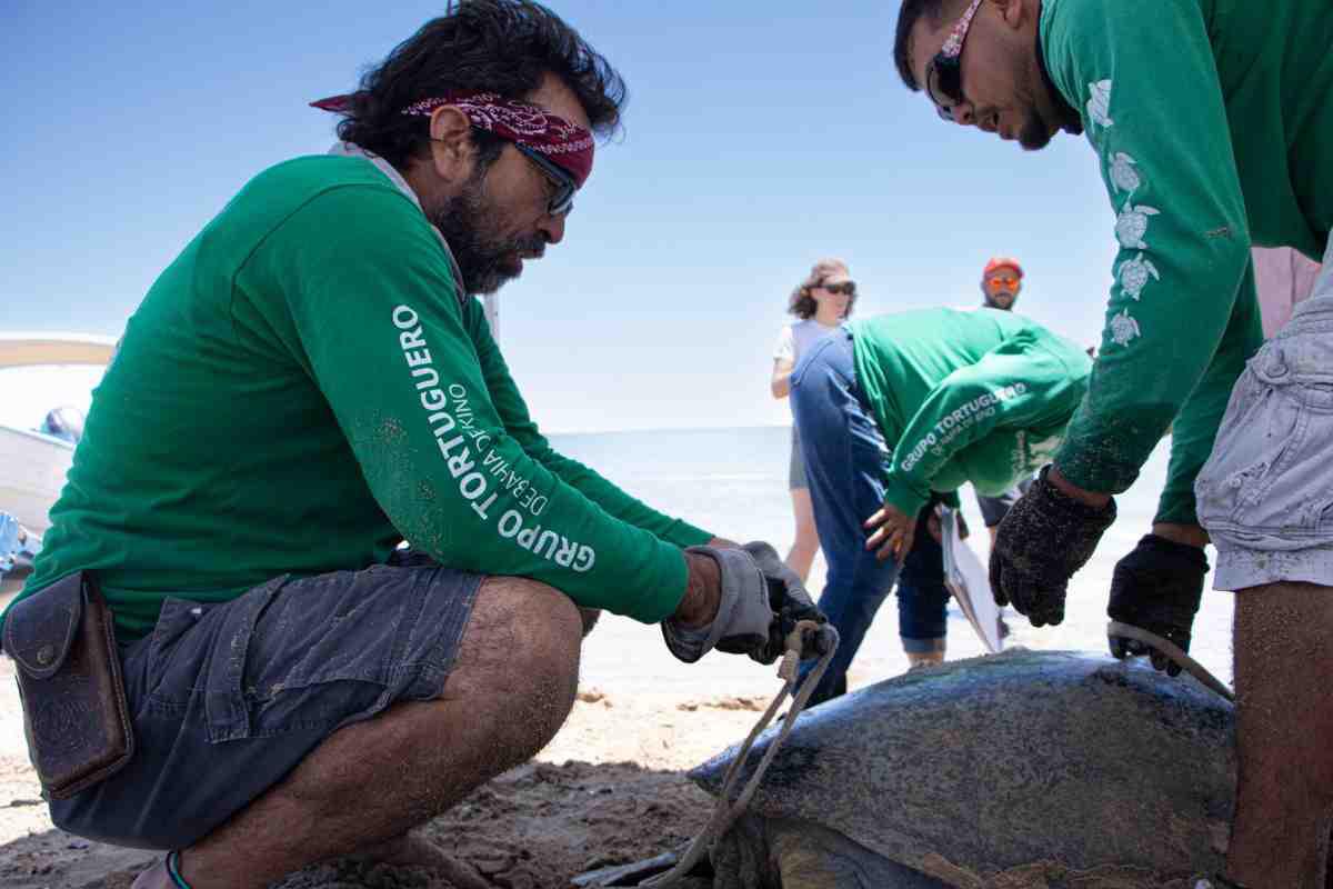 $!Cosme transformó su vida y la de Bahía de Kino tras conocer el llanto de las tortugas; ahora cuida a 900