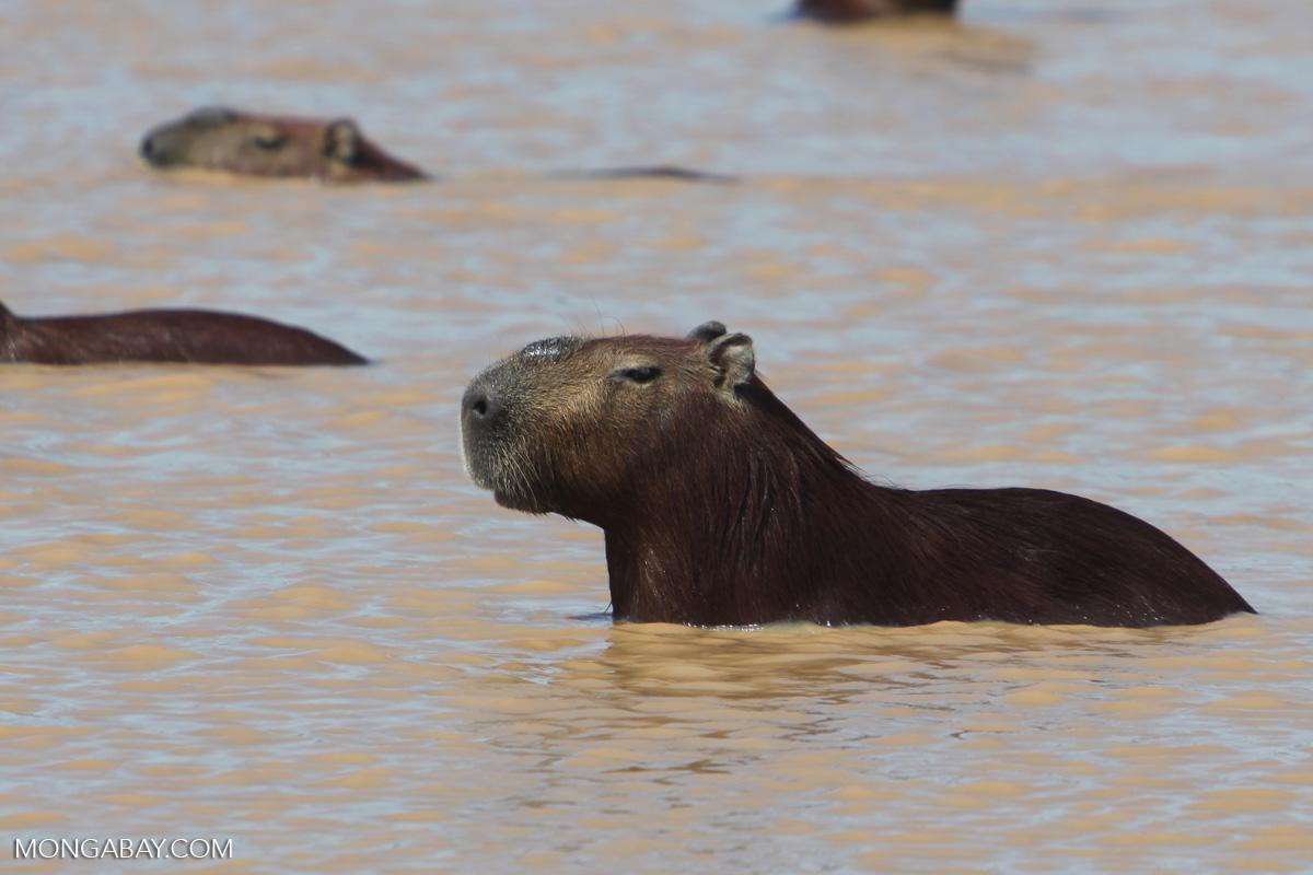 $!En Perú introducen ilegalmente a los capibaras en la comercialización de carnes silvestres