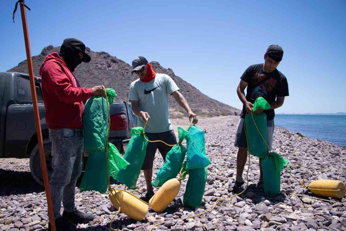 $!Una cooperativa busca repoblar el callo de hacha y restaurar el Mar de Cortés desde Bahía de Kino