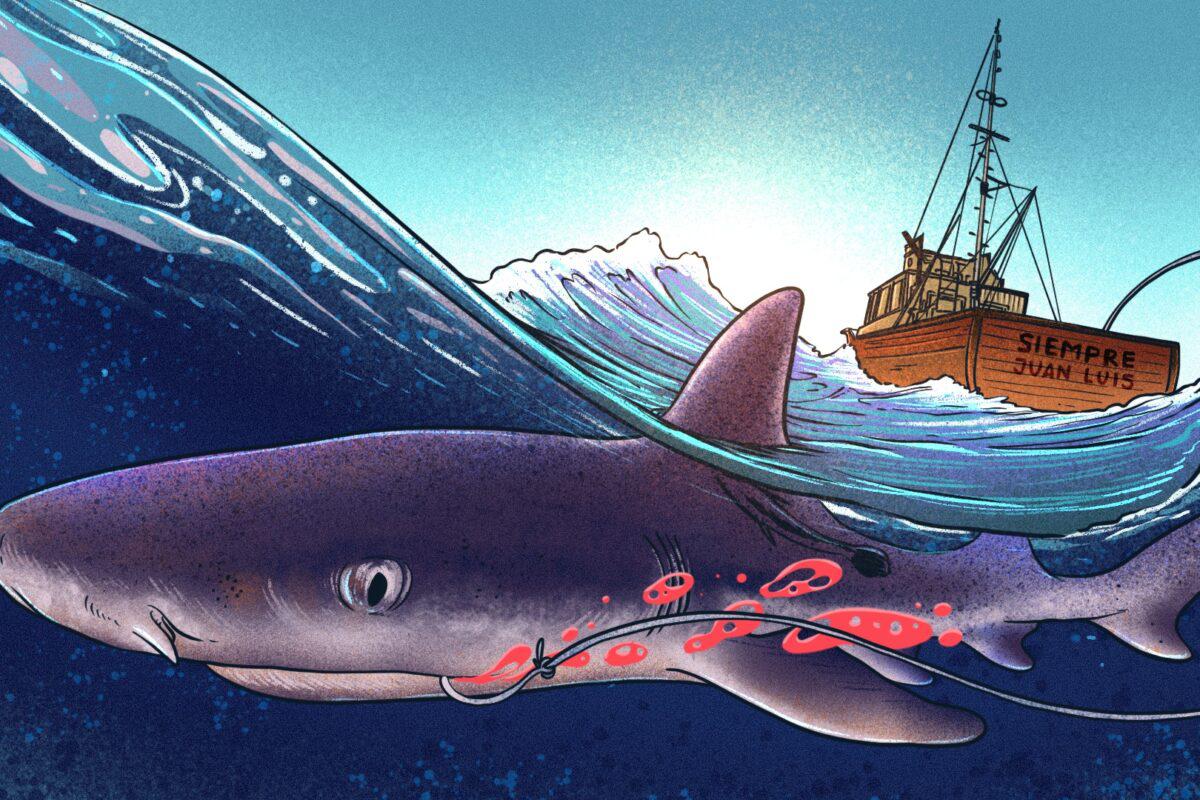 $!Deficiente fiscalización de autoridades peruanas facilita transporte irregular de más de 1500 toneladas de tiburones protegidos