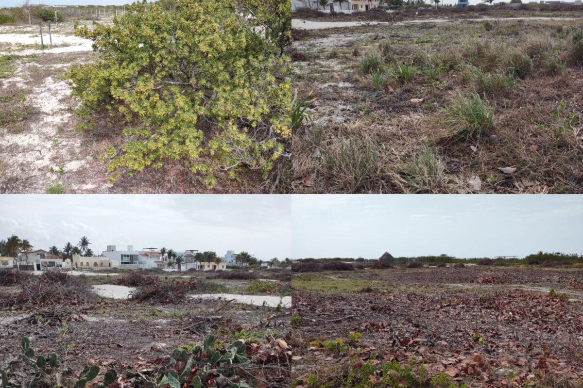 $!Conflicto en Sisal: pobladores se enfrentan a autoridades para detener expansión turística sin control en la costa mexicana