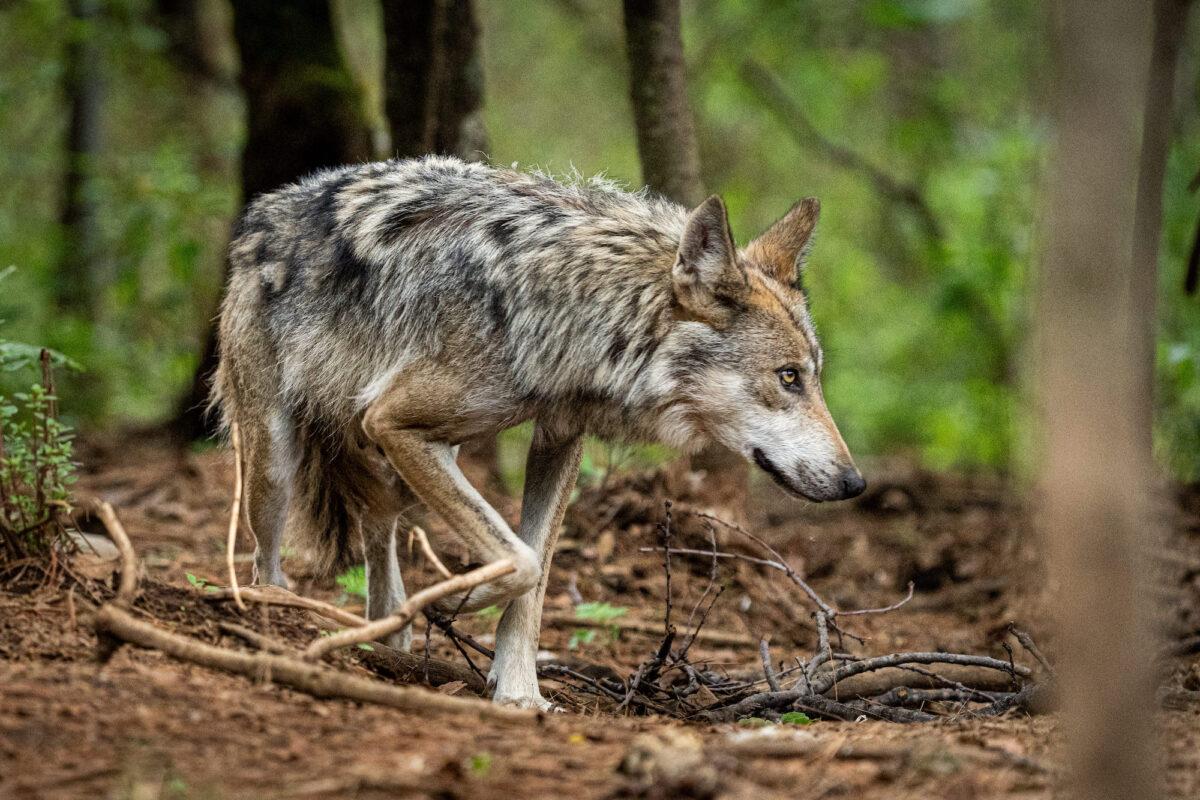 $!El lobo mexicano, una especie en peligro de extinción que se resiste a desaparecer de los territorios que alguna vez reinó