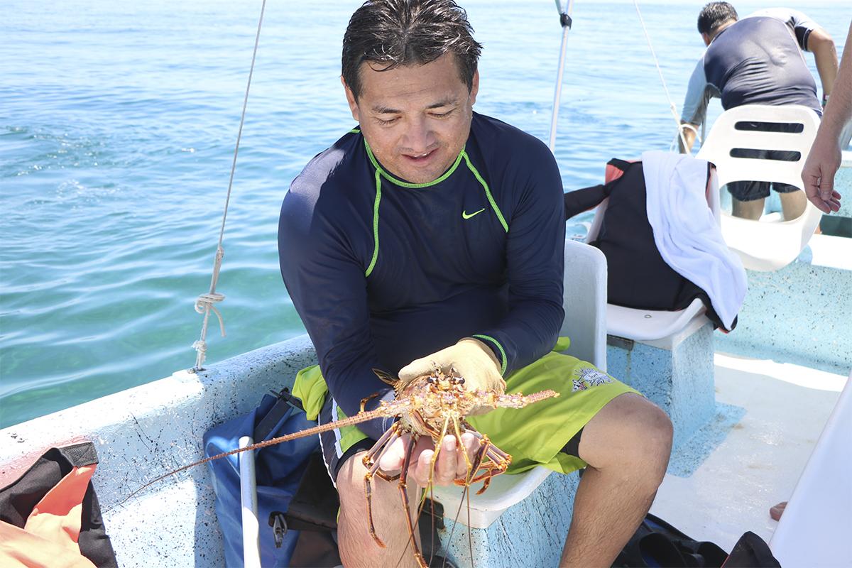 $!La langosta ha sido una de las especies más amenazadas por la pesca ilegal.
