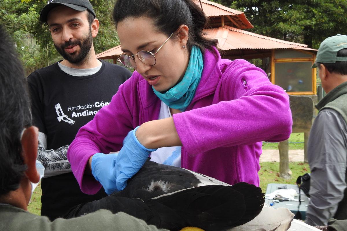 $!FOTOS | Disparos, envenenamiento y contaminación amenazan a los cóndores en Sudamérica