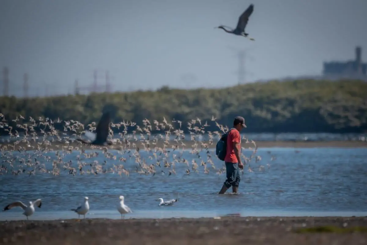 $!Así se aniquila al Estero de Urías, uno de los más contaminados de México y el mundo