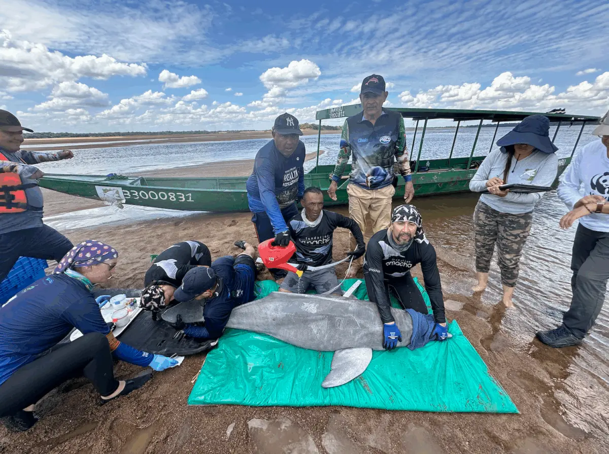 $!Delfines rosados: científicos detectan altos niveles de mercurio y neumonía en los cetáceos de río en Colombia
