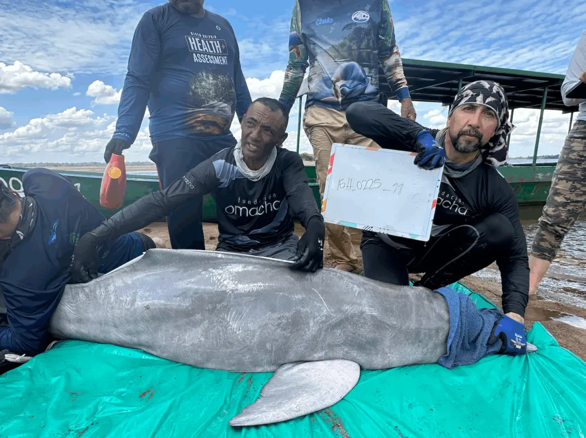 $!Delfines rosados: científicos detectan altos niveles de mercurio y neumonía en los cetáceos de río en Colombia