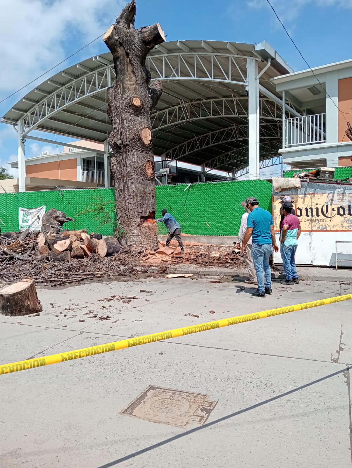 $!Corte de árbol centenario en Villa Unión desata opiniones divididas