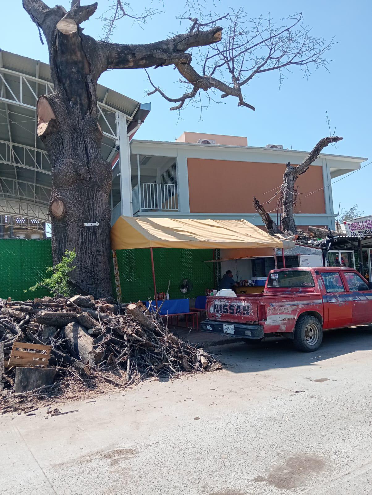 $!Corte de árbol centenario en Villa Unión desata opiniones divididas