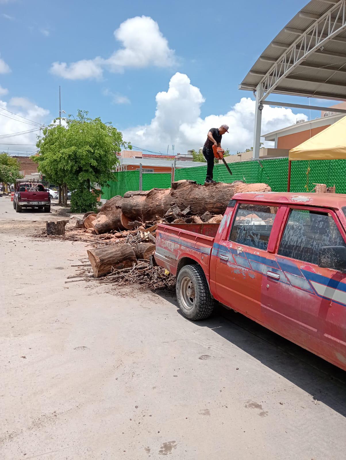 $!Corte de árbol centenario en Villa Unión desata opiniones divididas