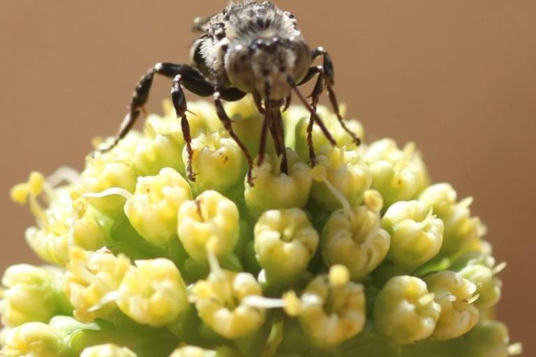 Abejas asombrosas: la urgencia de conservar a estos polinizadores