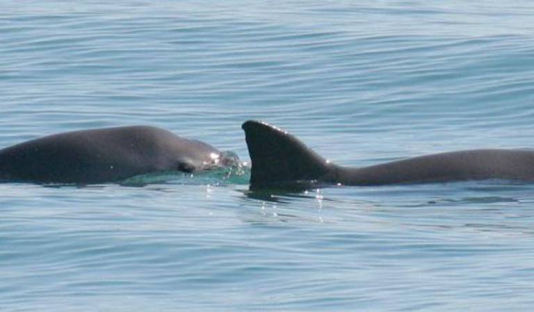 La vaquita marina tiene suficiente fortaleza genética para sobrevivir