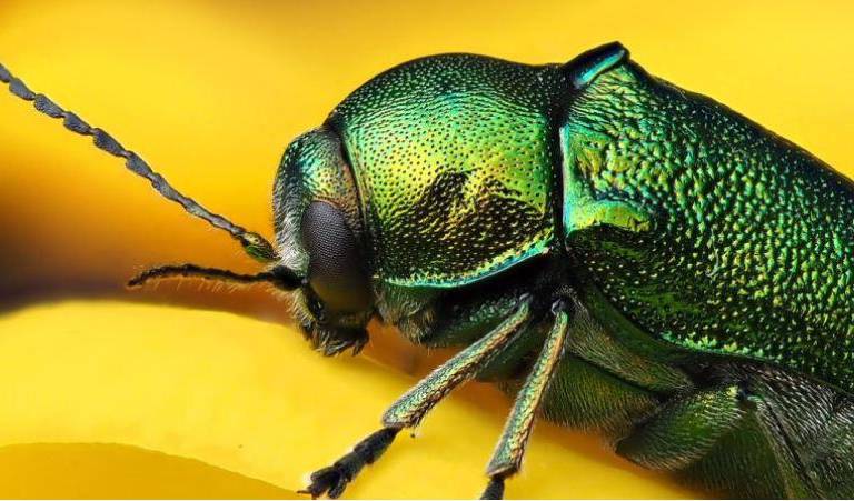 ¿Peligra la vida en la Tierra a causa de la pérdida de insectos?