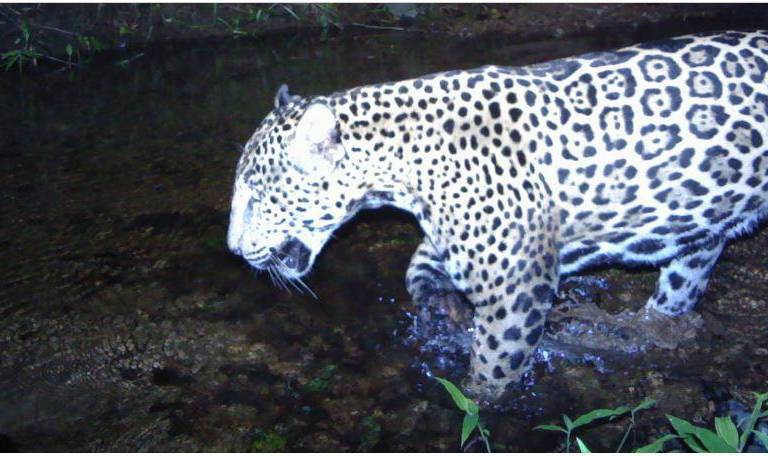 México: el reto de conservar uno de los últimos refugios del jaguar en la costa de Jalisco