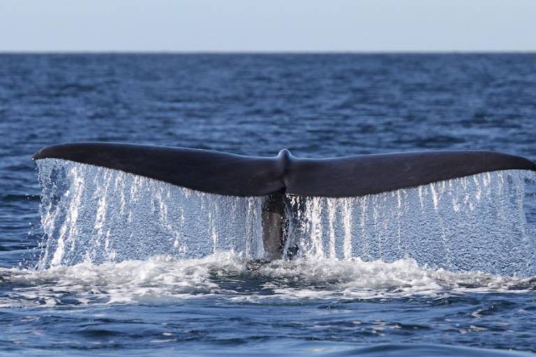 Estudio demuestra que cachalotes desaparecen del Golfo de California