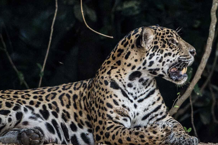 Jaguares son liberados con éxito en Brasil, pero las amenazas persisten