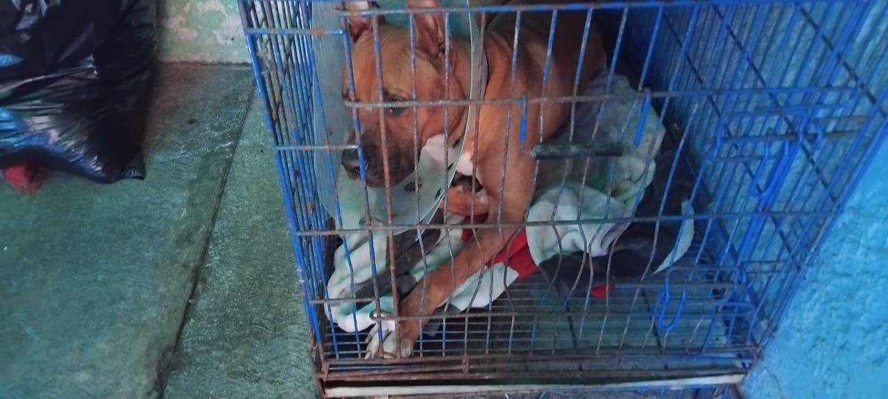 $!Diagnostican al perrito ‘Máster’ como estable y con mejor semblante