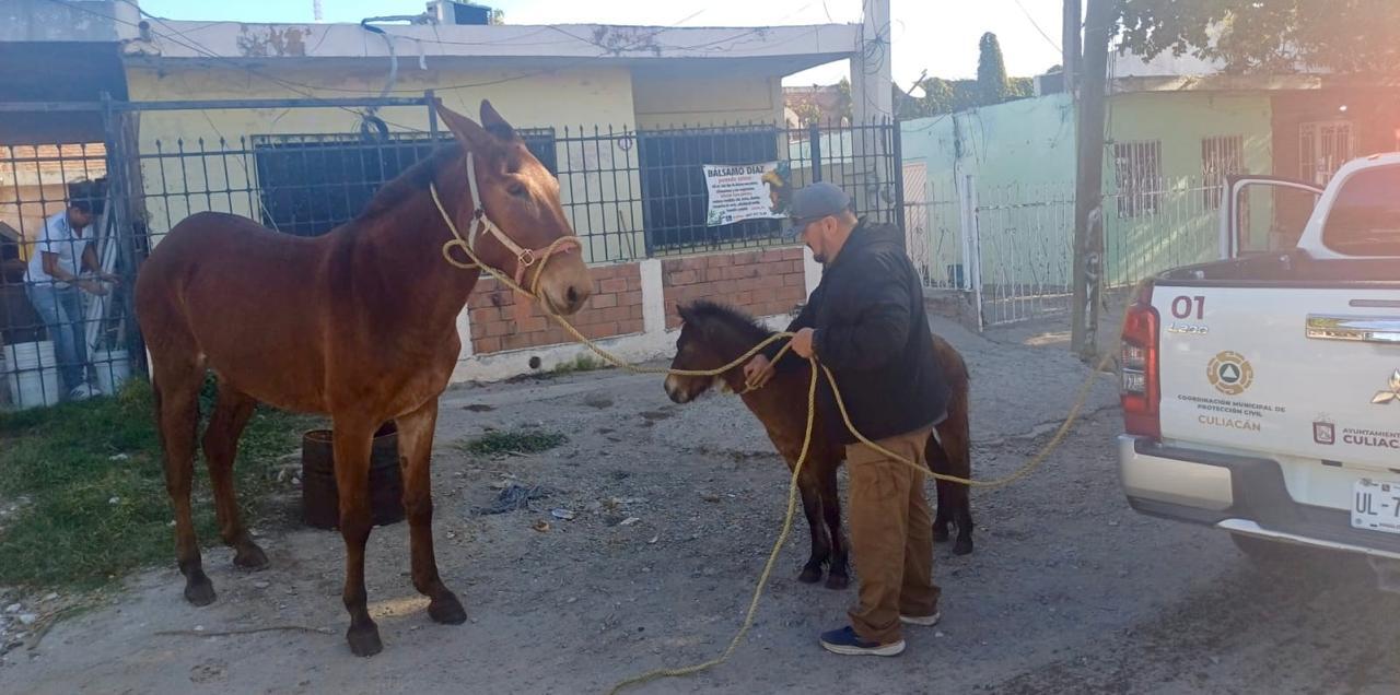 $!Apoya Protección Civil local a ubicar y capturar a los caballos que andaban sueltos en el sector Tres Ríos