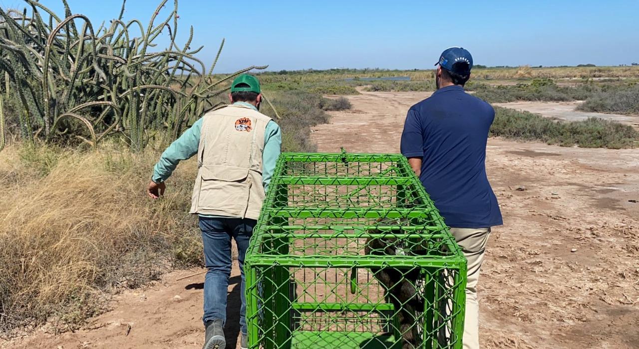 $!Zoológico de Culiacán reubica a cocodrilo y coatí en laguna de Chiricahueto