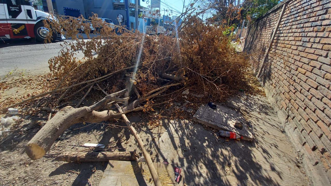 $!A más de 15 días del azote de ‘Pamela’, árboles y ramas arrancados por los vientos bloquean banquetas y vialidades de Mazatlán