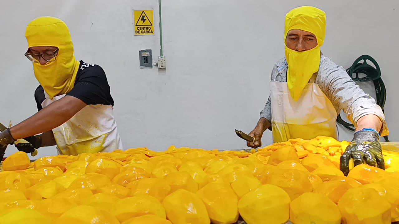$!Apuestan por la transformación del mango en Escuinapa