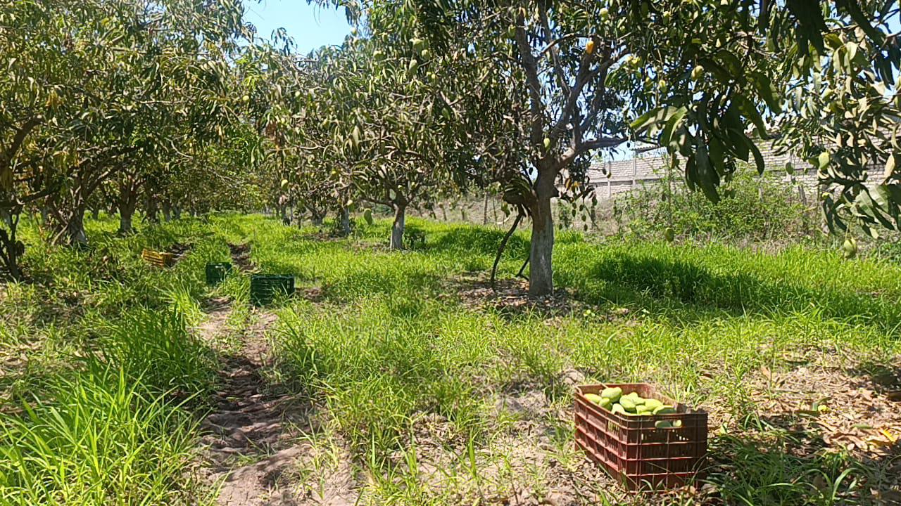 $!Inicia en Escuinapa temporada de mango