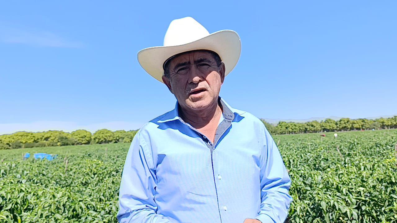 $!Precios bajos de hortalizas afectan a productores de Escuinapa