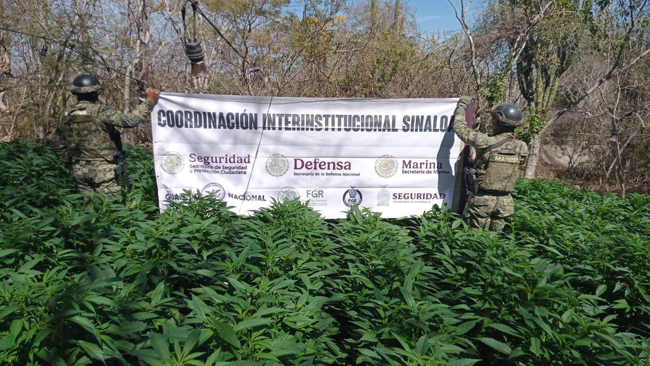 $!Destruyen 11 toneladas de mariguana en el poblado de El Limoncito, en Culiacán, tras sobrevuelos