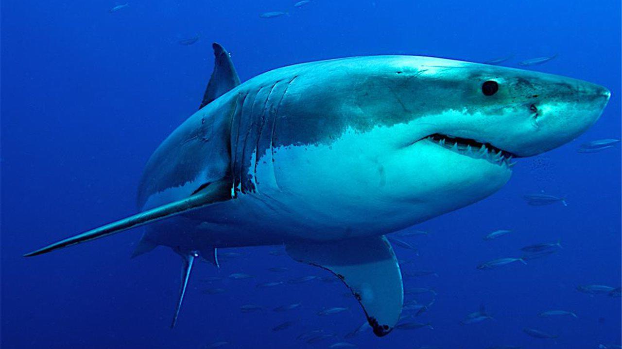 $!Los tiburones más buscados
