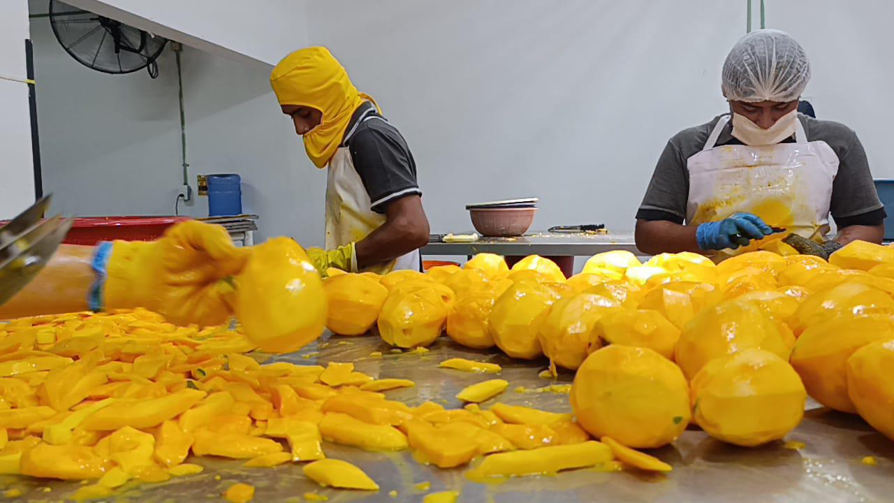$!Apuestan por la transformación del mango en Escuinapa