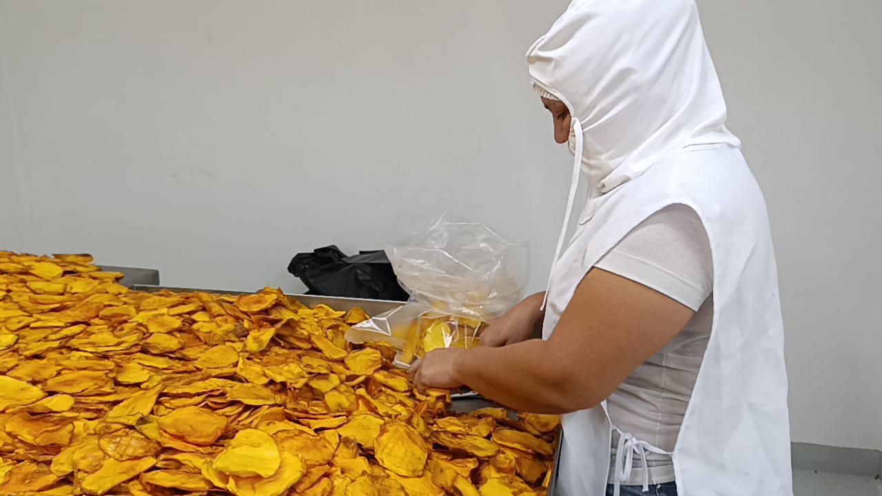 $!Apuestan por la transformación del mango en Escuinapa
